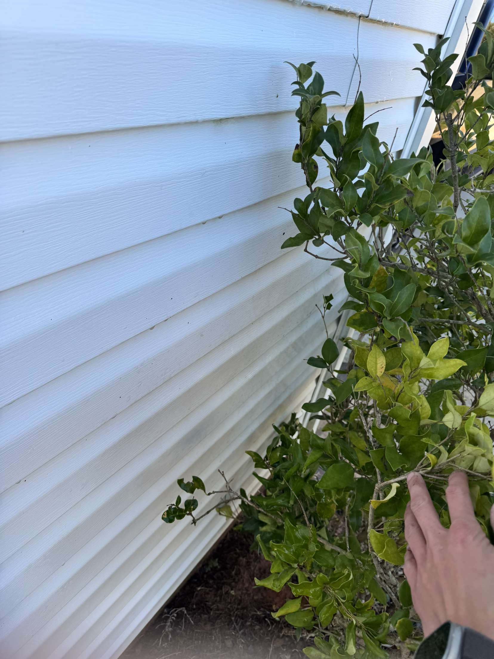 Clean House Spot Behind Bush